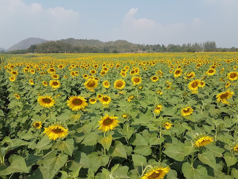 Manee Sorn Sunflower Field