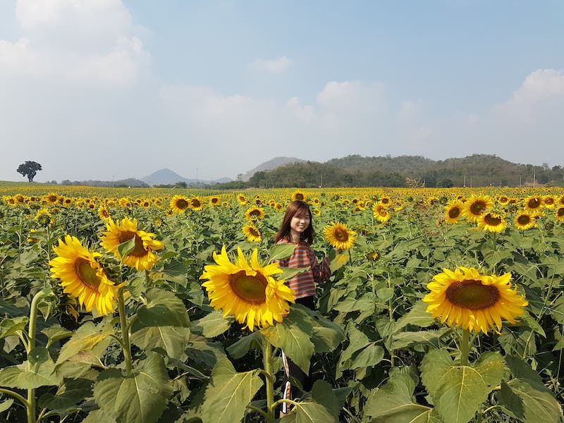 Manee Sorn Sunflower Field